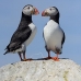 puffin_atlantic_msi_v_2527_can1895.jpg